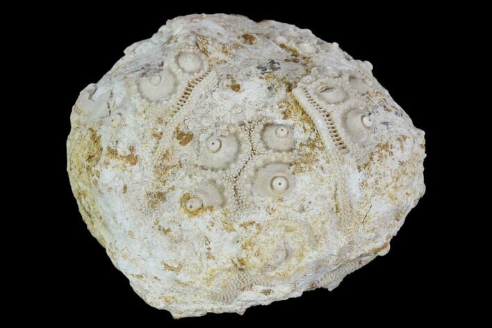 Bargain, Fossil Sea Urchin (Drocidaris) - Morocco #104514